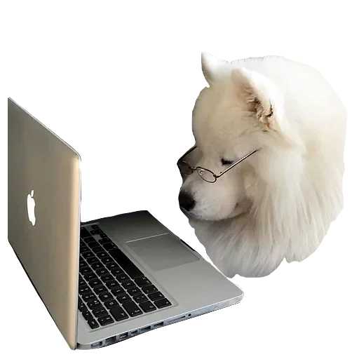 laptop computer dog