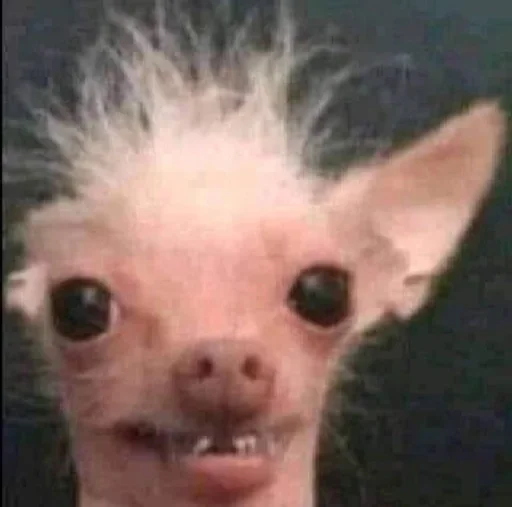 млекопитающее животное котёнок