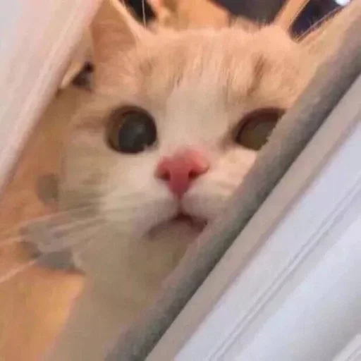 животное млекопитающее кошка