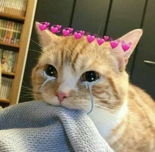 кошки малого и среднего размера млекопитающее кошка