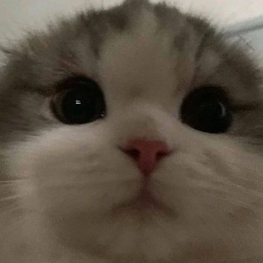 млекопитающее животное кошка