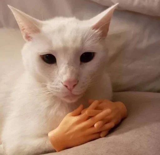 кошки малого и среднего размера комнатный кошачьи