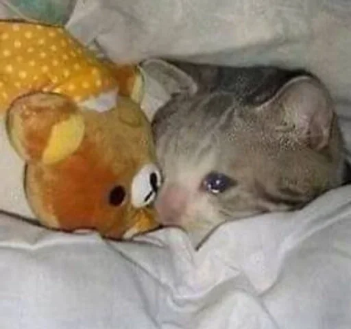 комнатный животное кошка