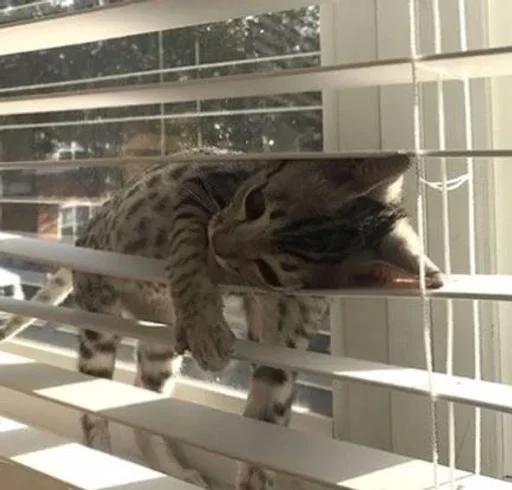 кошка кошачьи животное