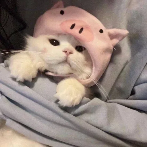 комнатный кошки малого и среднего размера кошачьи