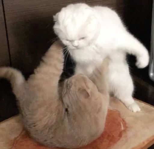 млекопитающее кошки малого и среднего размера животное