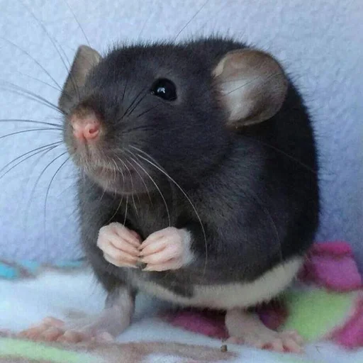 mammal animal rodent