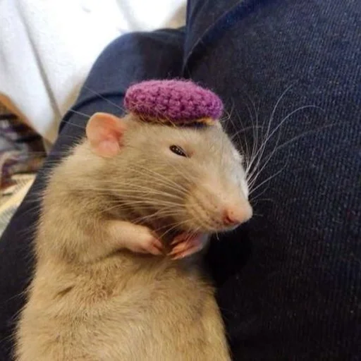 животное млекопитающее грызун