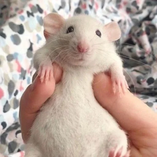 млекопитающее животное грызун