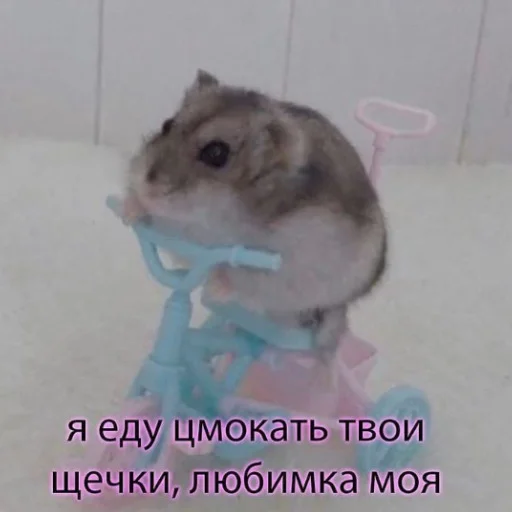 mammal animal hamster