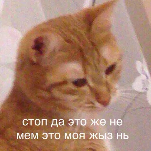 petuch by @fStikBot - СМС