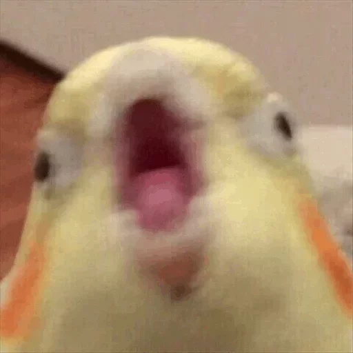 животное птица попугай