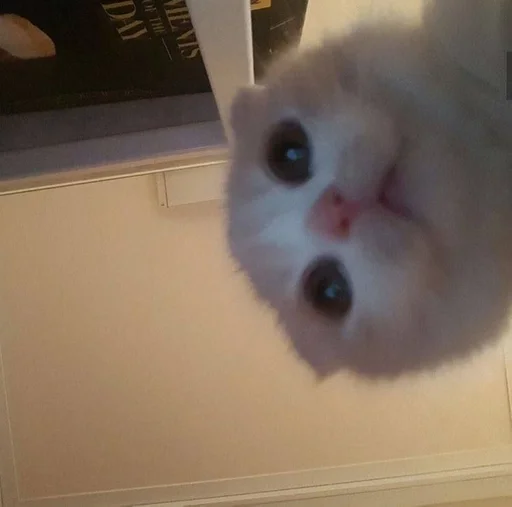 комнатный животное кошки малого и среднего размера