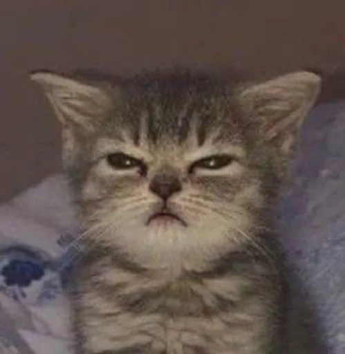 животное млекопитающее кошка