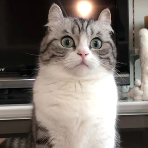 cat animal small to medium-sized cats