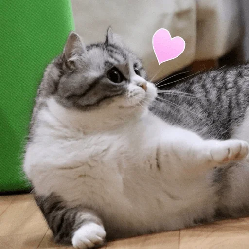 small to medium-sized cats cat animal