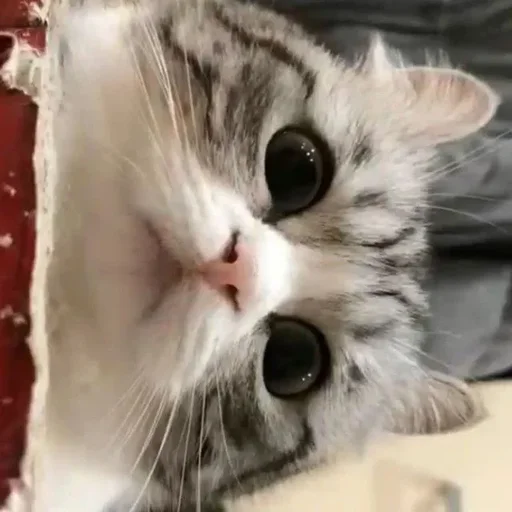 cat animal domestic cat