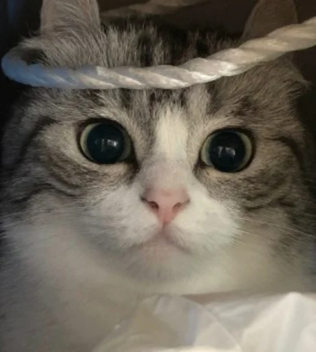 small to medium-sized cats cat whiskers