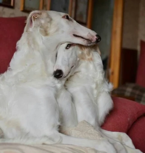 русские вежливые - 