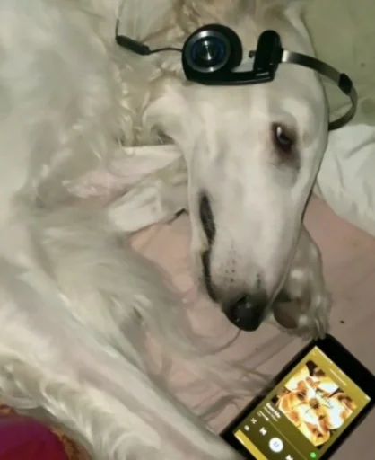 Sticker rus_borzoi - 1