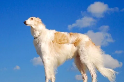 Sticker rus_borzoi - 1