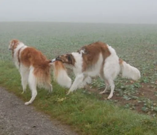 Sticker rus_borzoi - 1