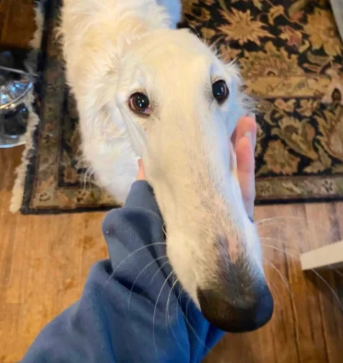 Sticker rus_borzoi - 1