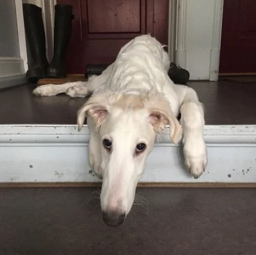 Sticker rus_borzoi - 1