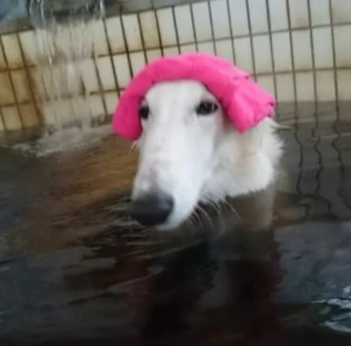 Sticker rus_borzoi - 1