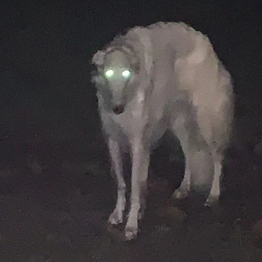 Sticker rus_borzoi - 1