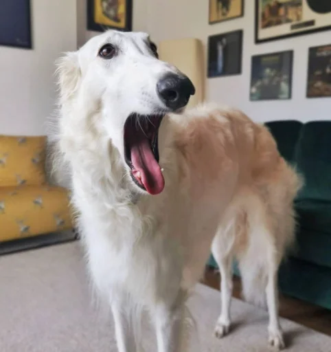 Sticker rus_borzoi - 1