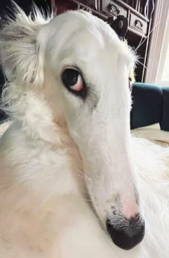 Sticker rus_borzoi - 1