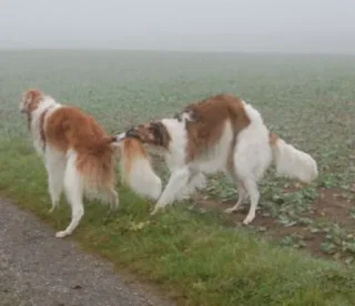 Sticker русские вежливые - 9