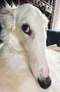 Sticker русские вежливые - 1