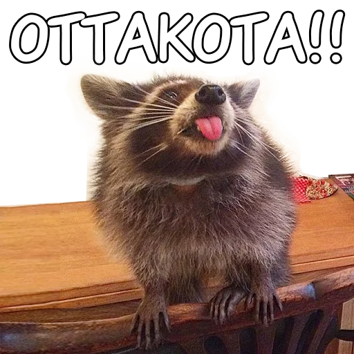 Енотий пак - 