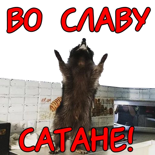 Sticker rus_racoons - 1