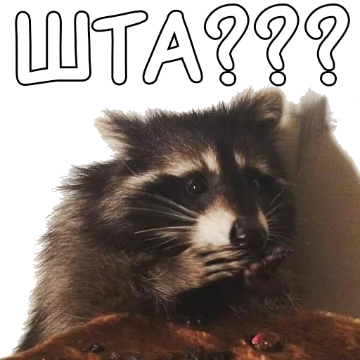 Sticker rus_racoons - 1
