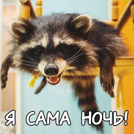 Sticker rus_racoons - 1