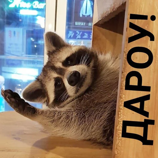 Sticker rus_racoons - 1