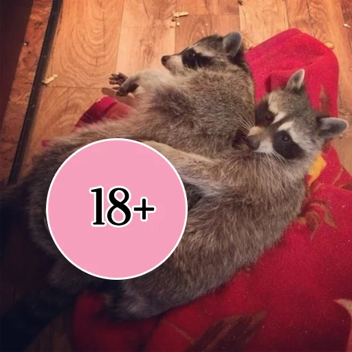 Sticker rus_racoons - 1