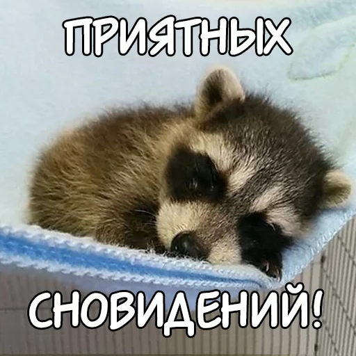 Sticker rus_racoons - 1