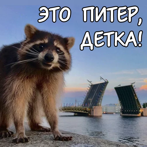 Sticker rus_racoons - 1