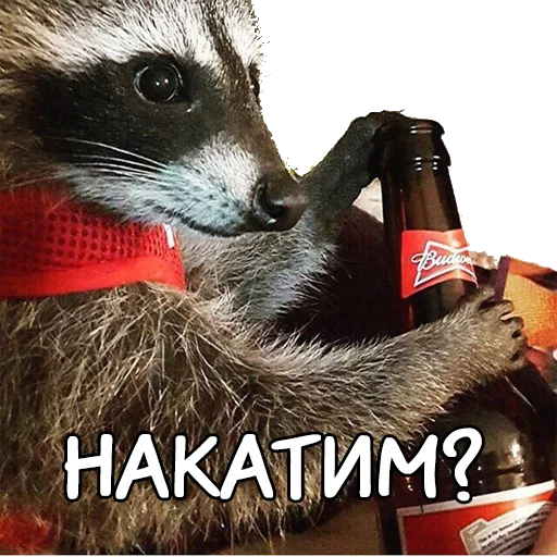 Sticker rus_racoons - 1