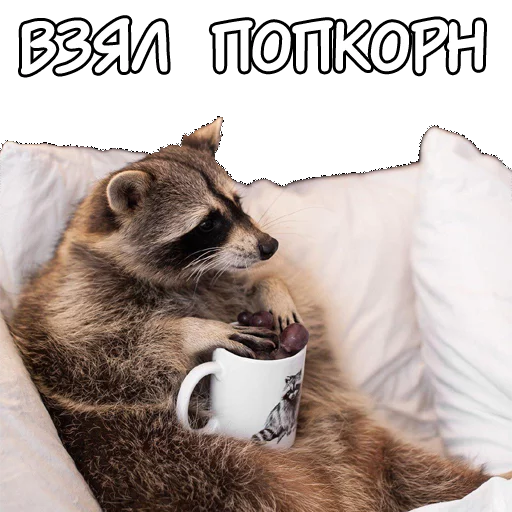 Sticker rus_racoons - 1