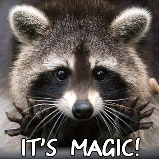 Sticker rus_racoons - 1