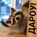 Sticker Енотий пак - 7