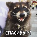 Sticker Енотий пак - 11