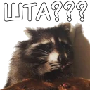 Sticker Енотий пак - 9