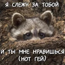 Sticker Енотий пак - 6