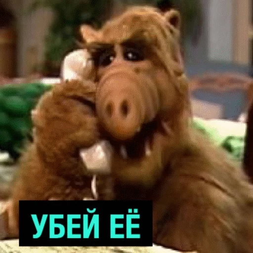 animal mammal primate